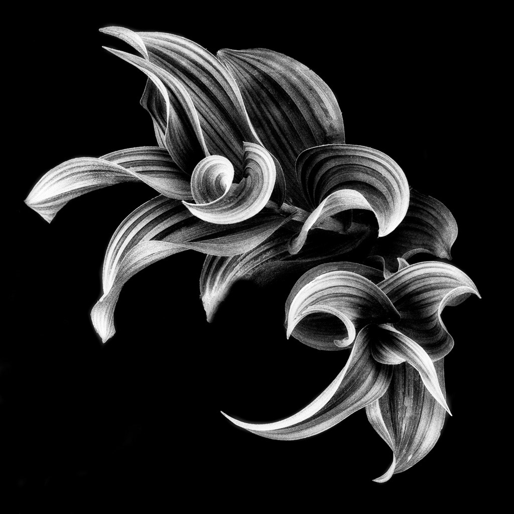 False Hellebore - Mel Annis